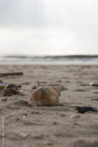 Meeresschnecke und Muschelschalen im Sand