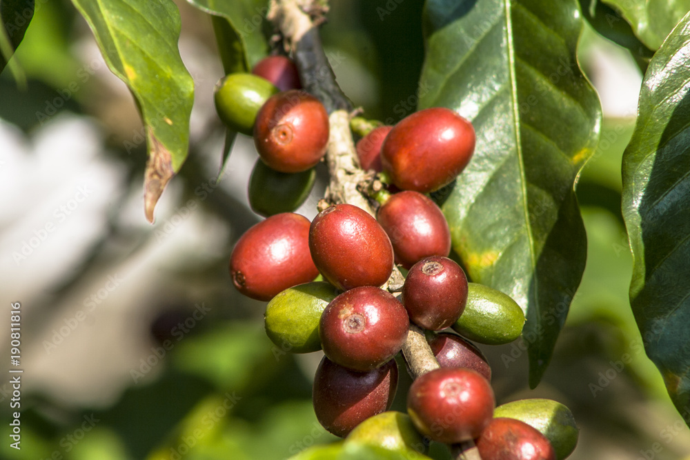 coffee beans on coffee tree, in Brazil coffee beans on coffee tree, in Brazil