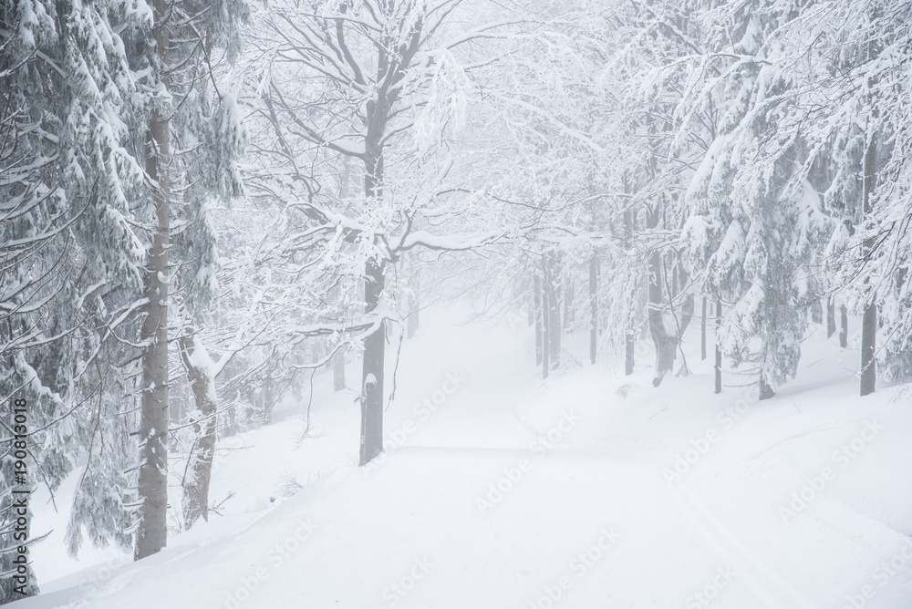 Beautiful white winter nature - magic forest, christmas time, edit space