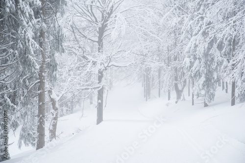 Beautiful white winter nature - magic forest, christmas time, edit space