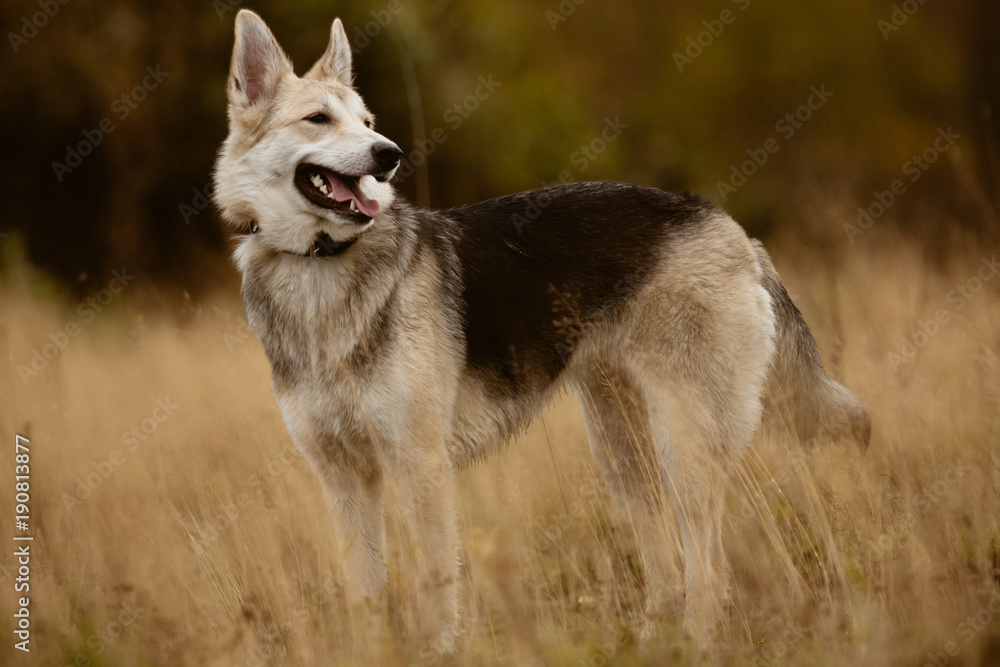 Big dog on walk