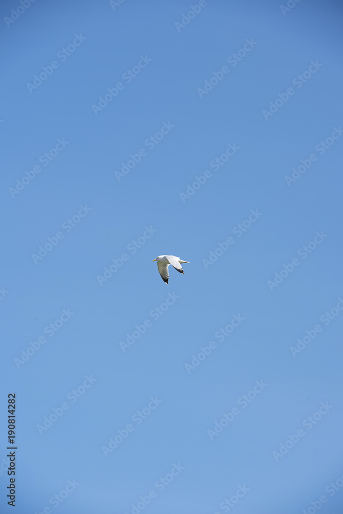 Fototapeta premium Sky