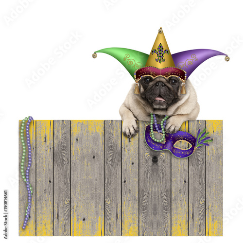 Murais de parede Mardi gras carnival pug dog with  harlequin jester hat and venetian mask hanging