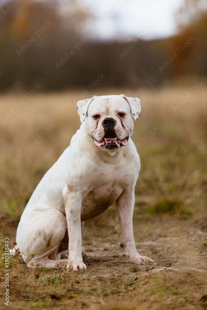 Big white dog on walk Big white dog on walk