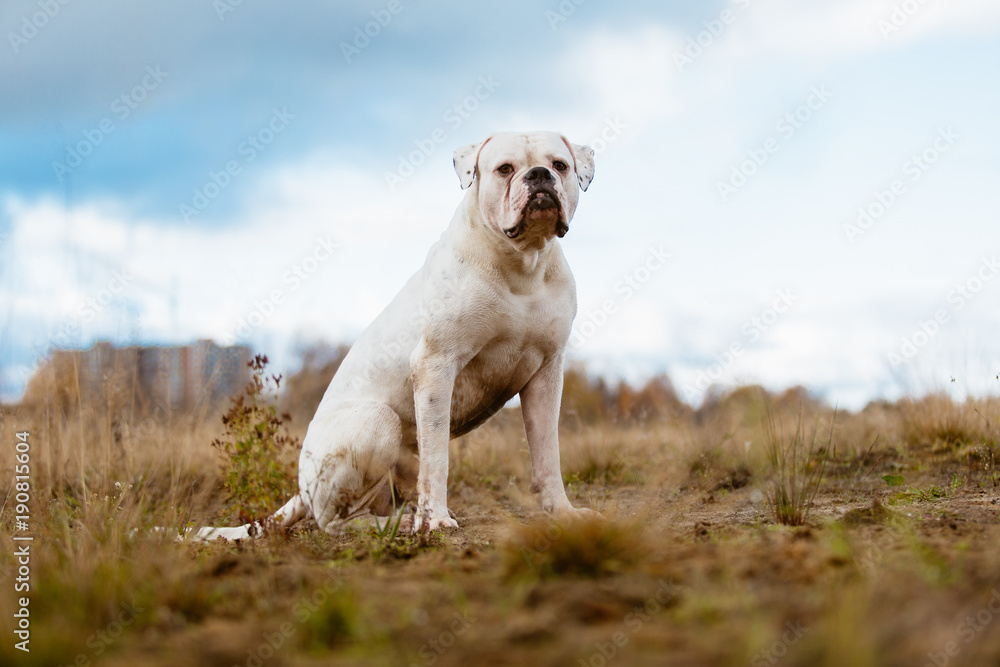 Big white dog on walk