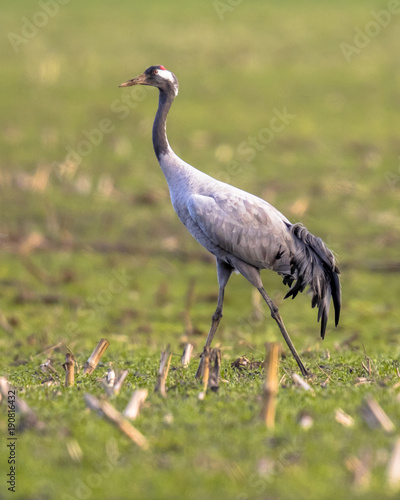 Crane in grass field