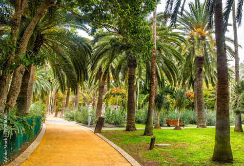 Amazing view of  cactus park area in Garcia Sanabria park. Location: Cacti garden in Santa Cruz de Tenerife, Tenerife, Canary Islands. Artistic picture. Beauty world. © olenatur