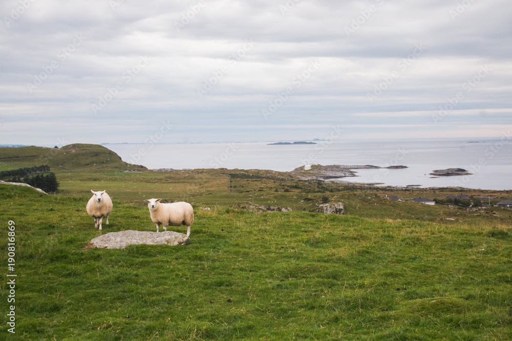 Fototapeta premium Sheep