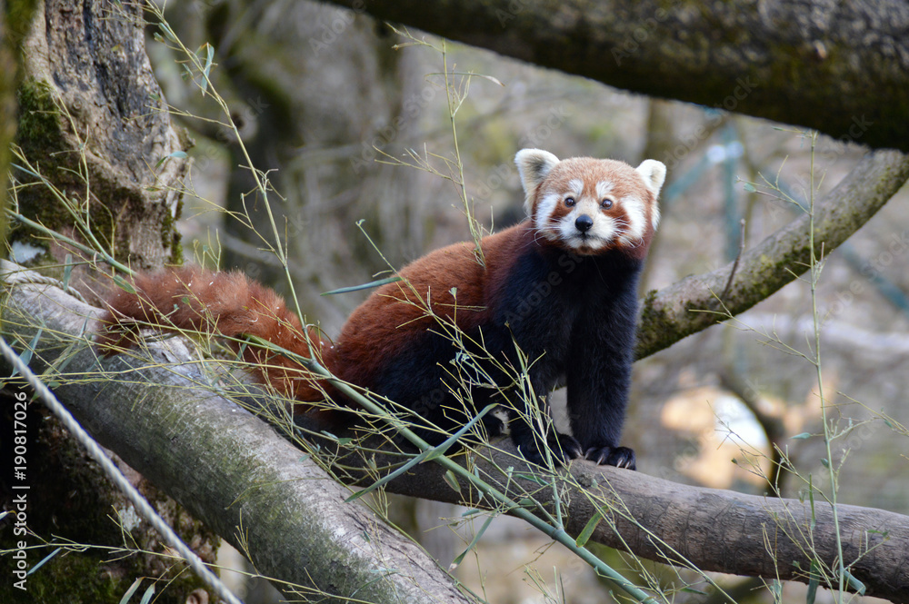Obraz premium Red panda on a tree