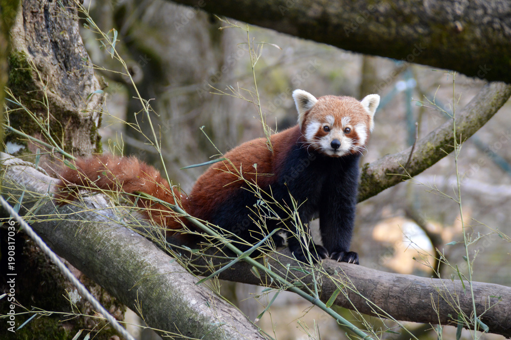 Fototapeta premium Red panda