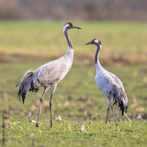 Two cranes in green grass field