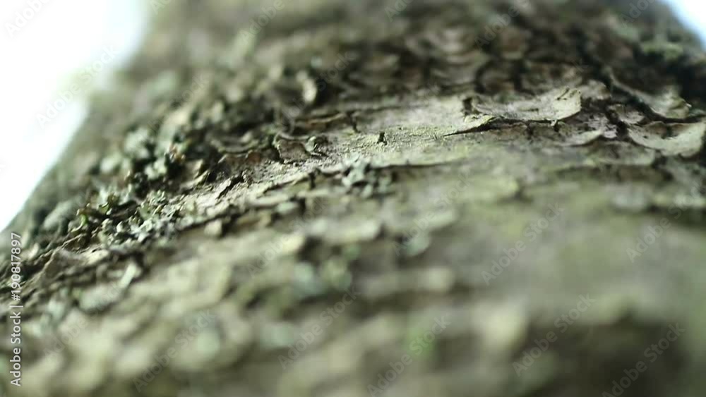 Climbing on the trunk of a tree. Extremely small depth of field. Nature closeup Climbing on the trunk of a tree. Extremely small depth of field. Nature closeup