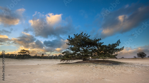 Single Pine Tree in dune sands area © creativenature.nl