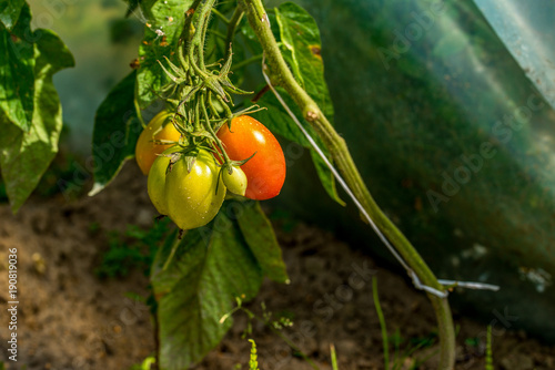 zblizenie na młode pomidory photo