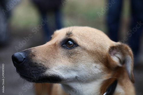 Red dog profile