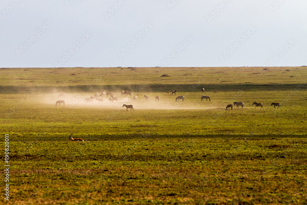 Field with zebras and blue wildebeest Field with zebras and blue wildebeest