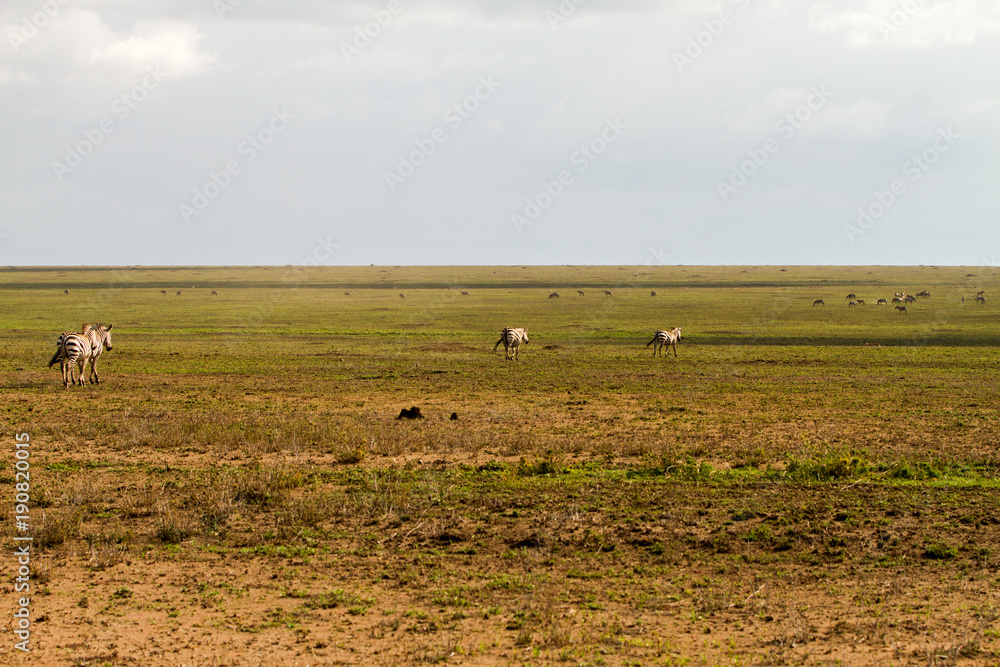 Field with zebras and blue wildebeest Field with zebras and blue wildebeest