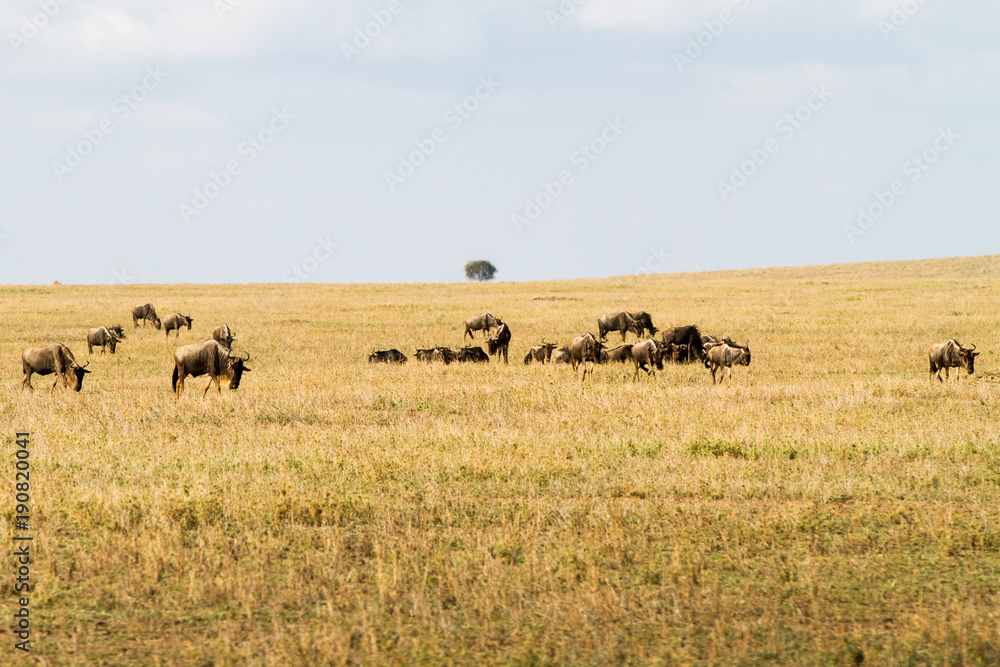 Field with zebras and blue wildebeest