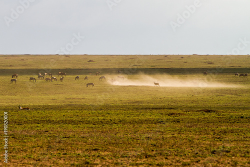 Field with zebras and blue wildebeest