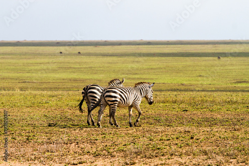 Field with zebras and blue wildebeest