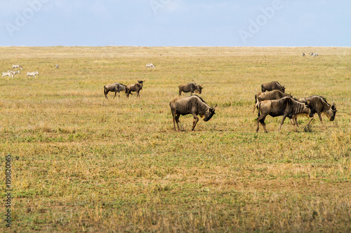 Field with zebras and blue wildebeest © anca enache