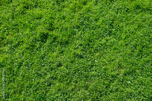 Succulent green grass saftiges grünes gras