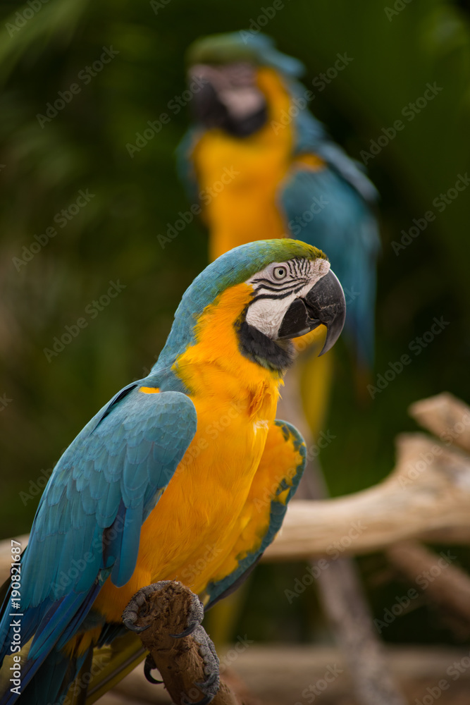 Obraz premium Macaw at a Zoo
