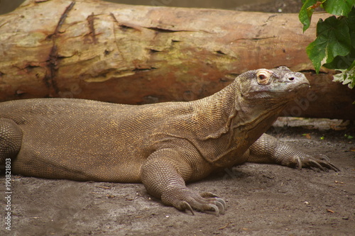 Fototapeta Naklejka Na Ścianę i Meble -  Komodo Dragon at a Zoo