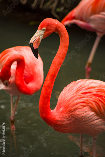 Orange Flamingos by the Water