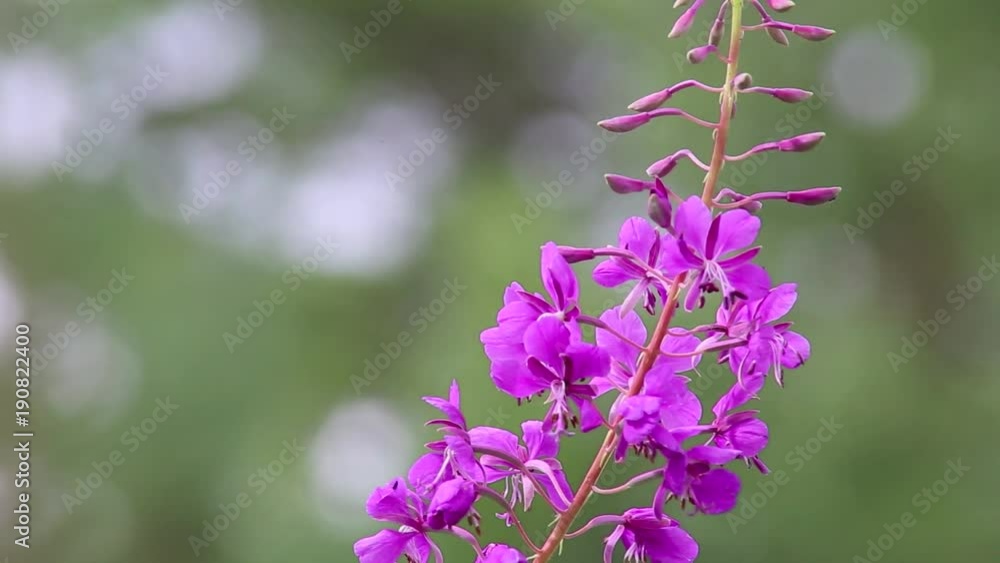 Schmalblättriges Weidenröschen (Epilobium Angustifolium) full HD 1080p Video Footage, Licht wechselt von Sonne zu Schatten Schmalblättriges Weidenröschen (Epilobium Angustifolium) full HD 1080p Video Footage, Licht wechselt von Sonne zu Schatten