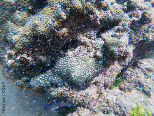 Coral reef tropical underwater