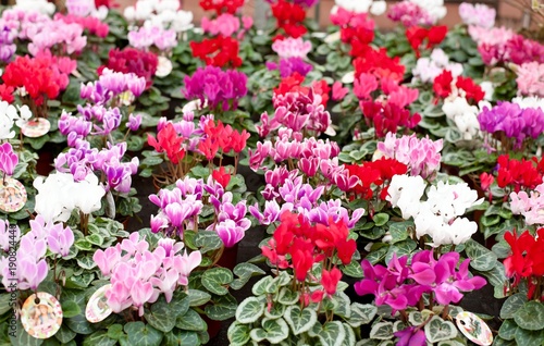 Wallpaper Mural   seedlings in pots in greenhouses, seedlings Torontodigital.ca