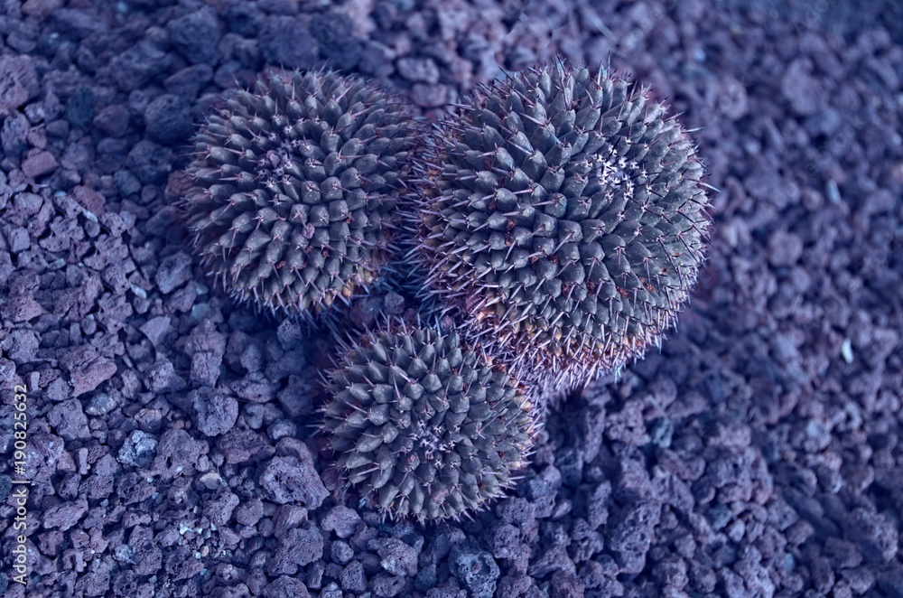 Cactus. Creative style. Colorful plant and background. Cactus. Creative style. Colorful plant and background.