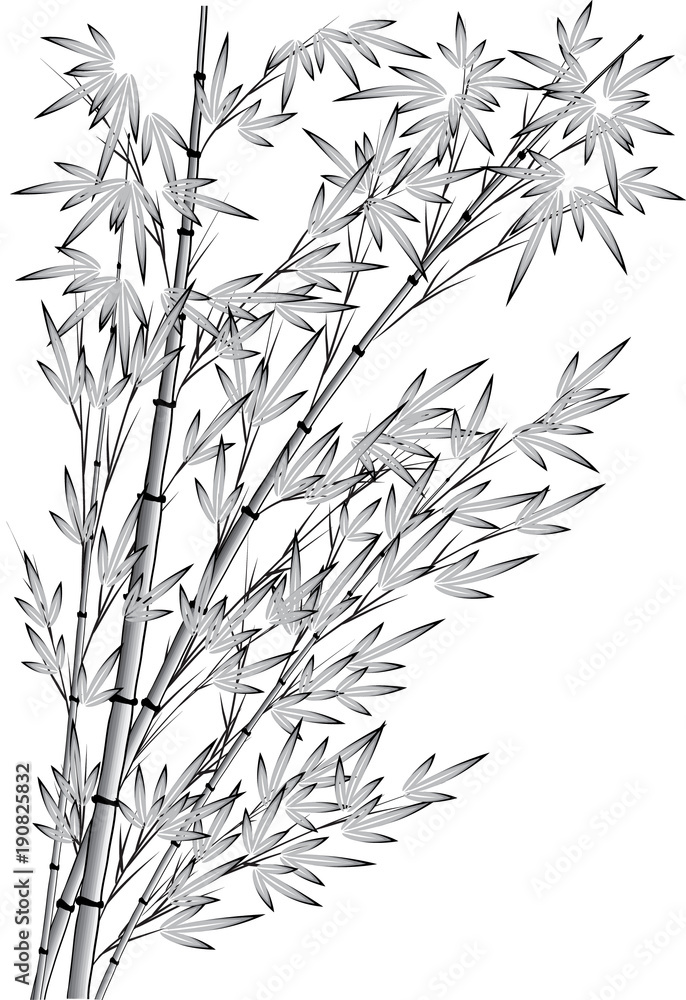 Obraz premium bamboo tree