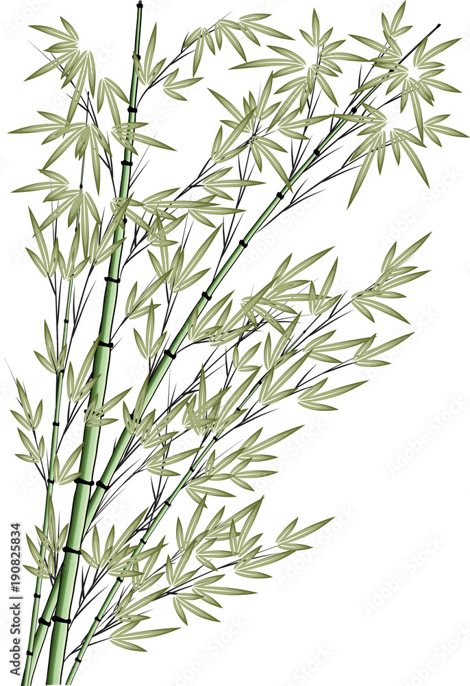 Fototapeta premium bamboo tree