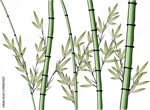 bamboo tree