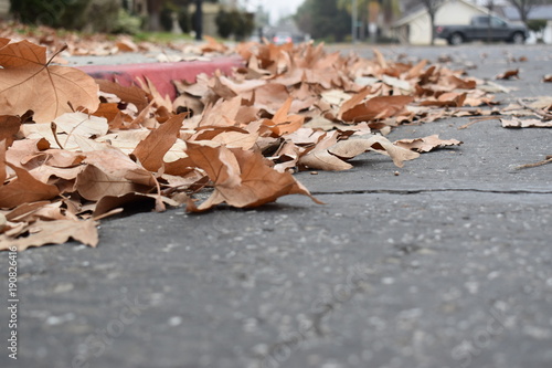 Curbside leaves