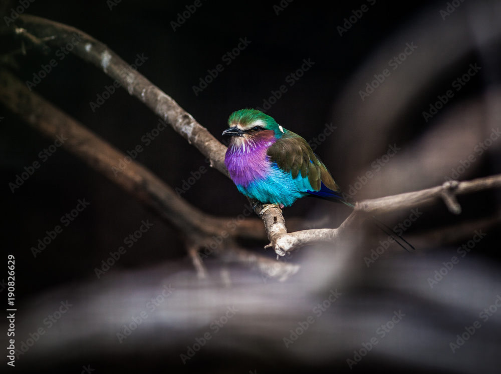 Obraz premium Lilac Breasted Roller, Coracias caudatus