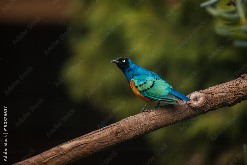 Obraz premium Royal Starling, or Golden Breasted Starling, Lamprotornis regius