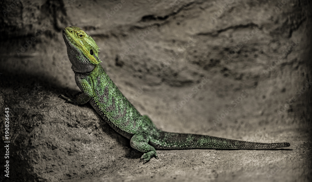 Fototapeta premium Central Bearded Dragon, Pogona vitticeps