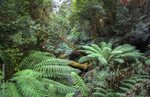 Dense vegetation including large tree ferns fills the rainforest of Mt. Field National Park, Tasmania. photo