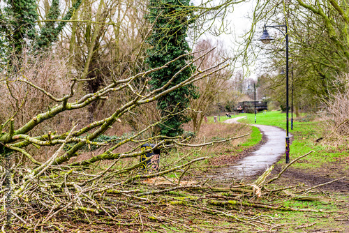 Day view fallen tree on British pedestrian way footpath photo