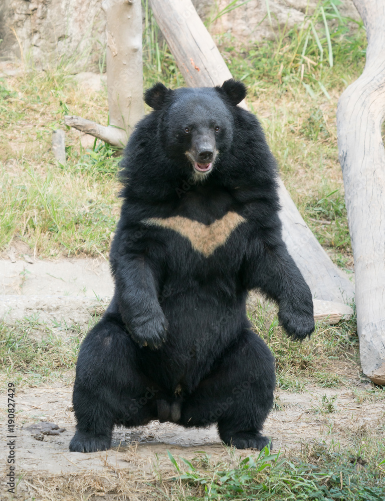 Obraz premium asiatic black bear