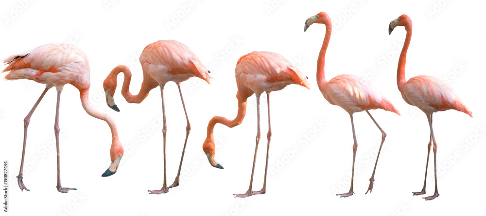 Fototapeta premium Piękny flamingo ptak odizolowywający