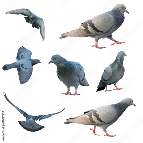 flying pigeon bird isolated