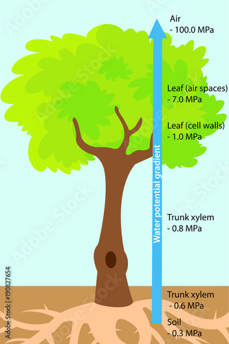 Vector illustration of the water uptake (bulk flow) in trees. Colourful plant biology picture.