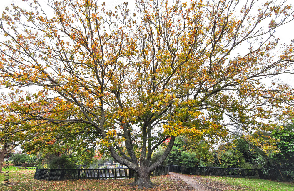 Naklejka premium A large oak tree beginning to show fall colors in Kuirau Park in Rotorua, New Zealand.