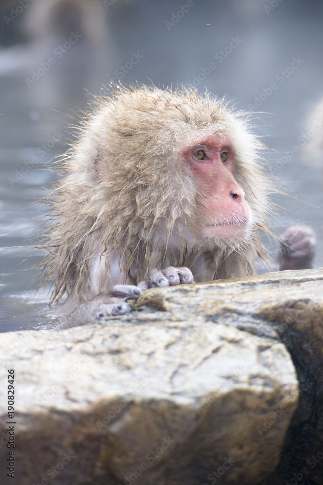 Naklejka premium Monkeys wash hot springs