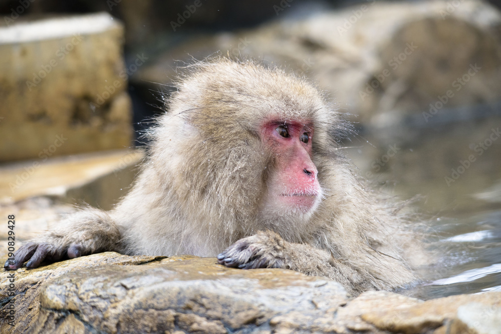 Monkeys wash hot springs