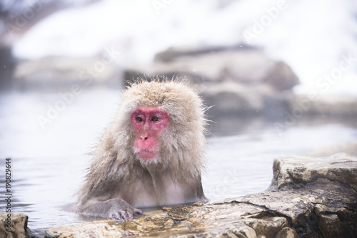 Monkeys wash hot springs © ISAMU